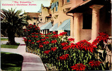 Vtg 1910's The Poinsettia California Christmas Flower CA Antique Postcard picture