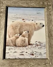 Polar Bear Mom And Cubs Photo - Beautifully Framed picture