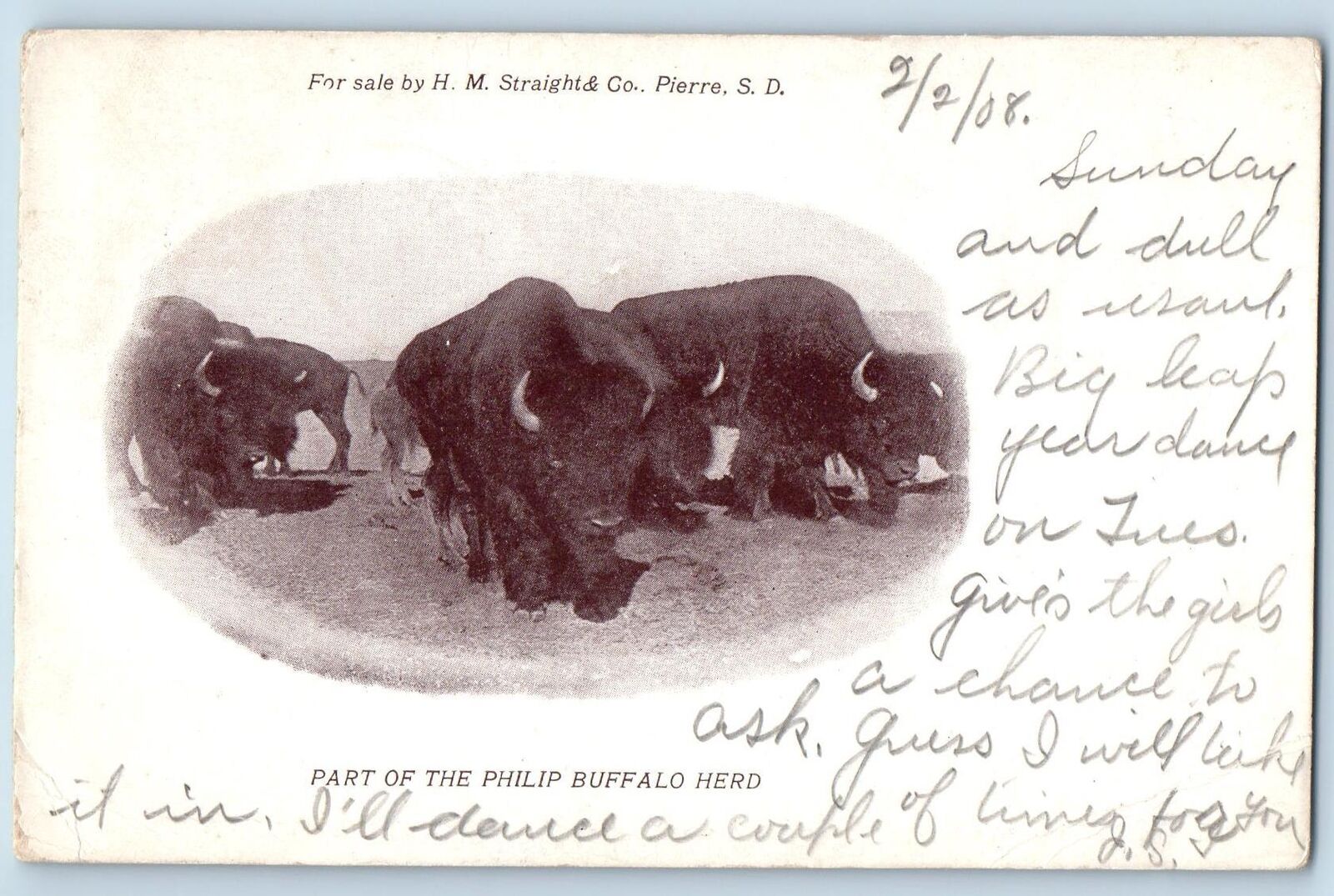 Pierre South Dakota SD Postcard Part Of The Philip Buffalo Herd 1908 Antique