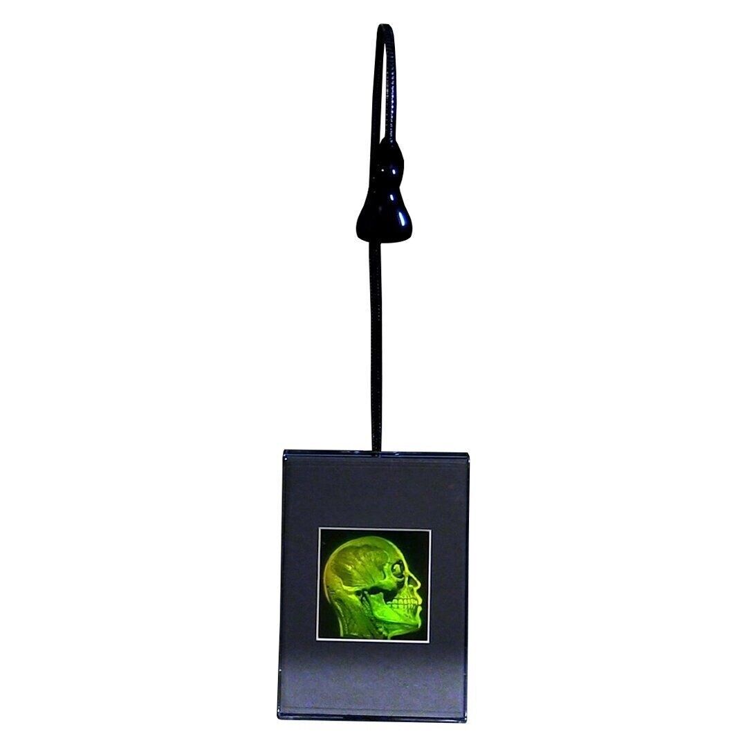 Brain/Skull 3D Photopoloymer  2-Channel 3D Hologram Picture - Lighted Desk Stand