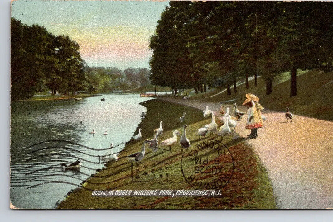 Postcard RI Scene In Roger Williams Park Little Geese Providence Rhode Island