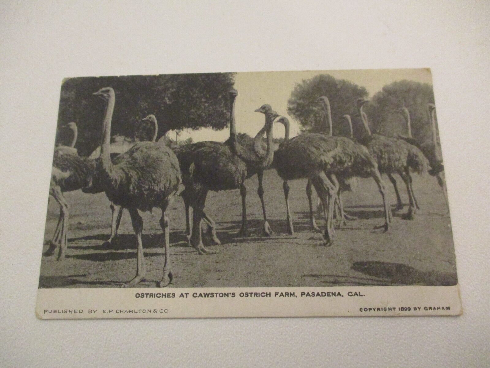 Antique Vintage c1899 Postcard Ostriches Cawstons Farm Pasadena California