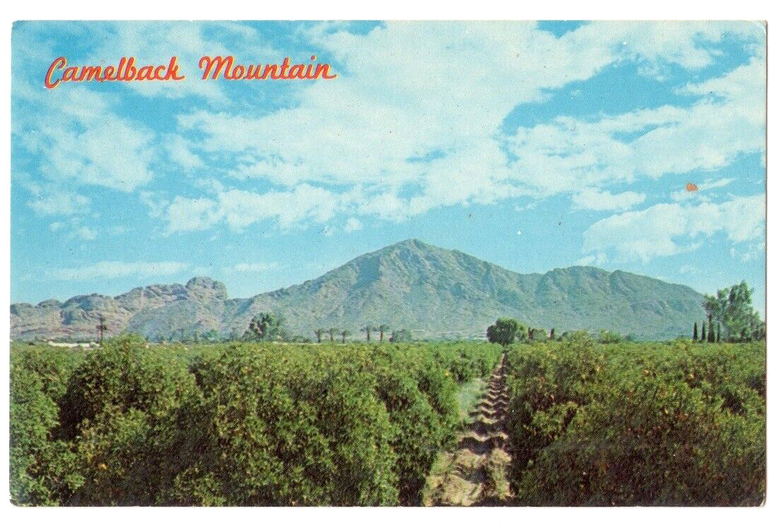Phoenix Arizona c1950's Camelback Mountain, Citrus Orchard