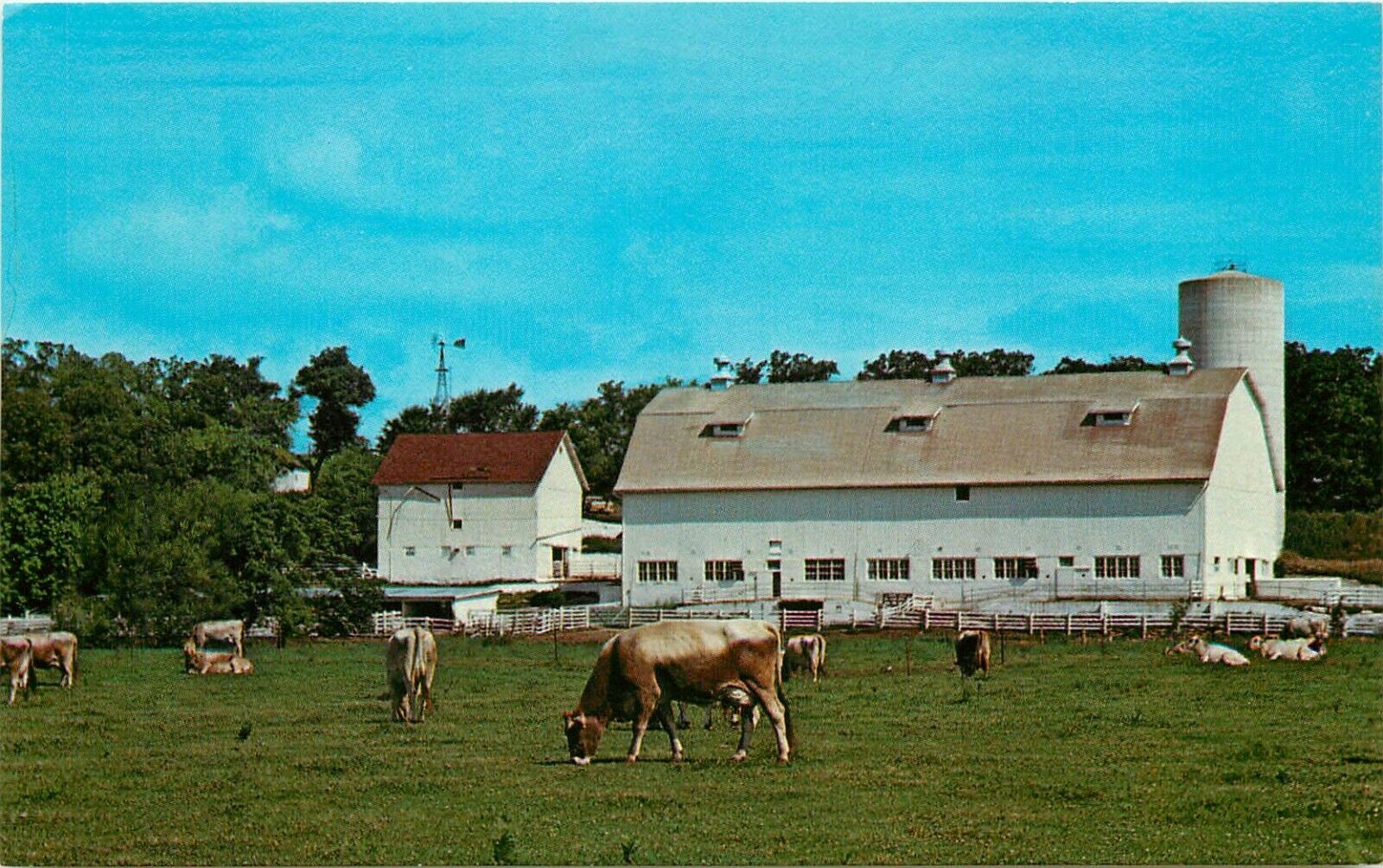 Farm Scene New Glarus Wisconsin WI barn cows Postcard