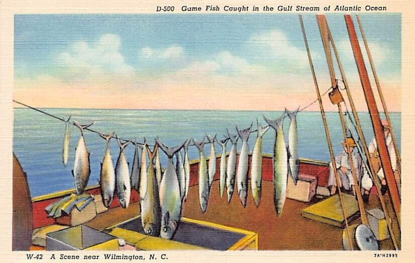 Postcard NC: Game Fish, Atlantic Gulf Stream, Wilmington, North Carolina, Linen