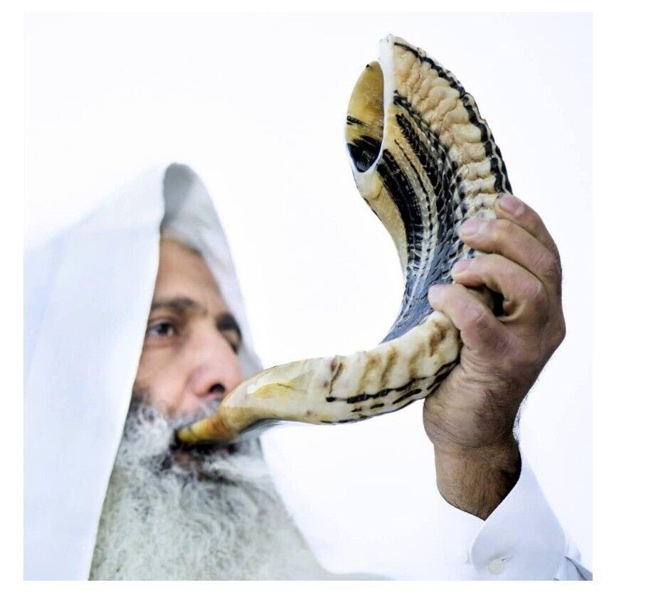 Kosher Ram Shofar Horn from 12''-14'' Traditional Half Polished Ram Shof USA