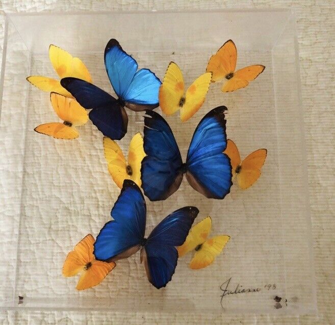 Vintage Rare Butterfly Plexiglass  Exotic  Butterflies Signed By Julienne 1998