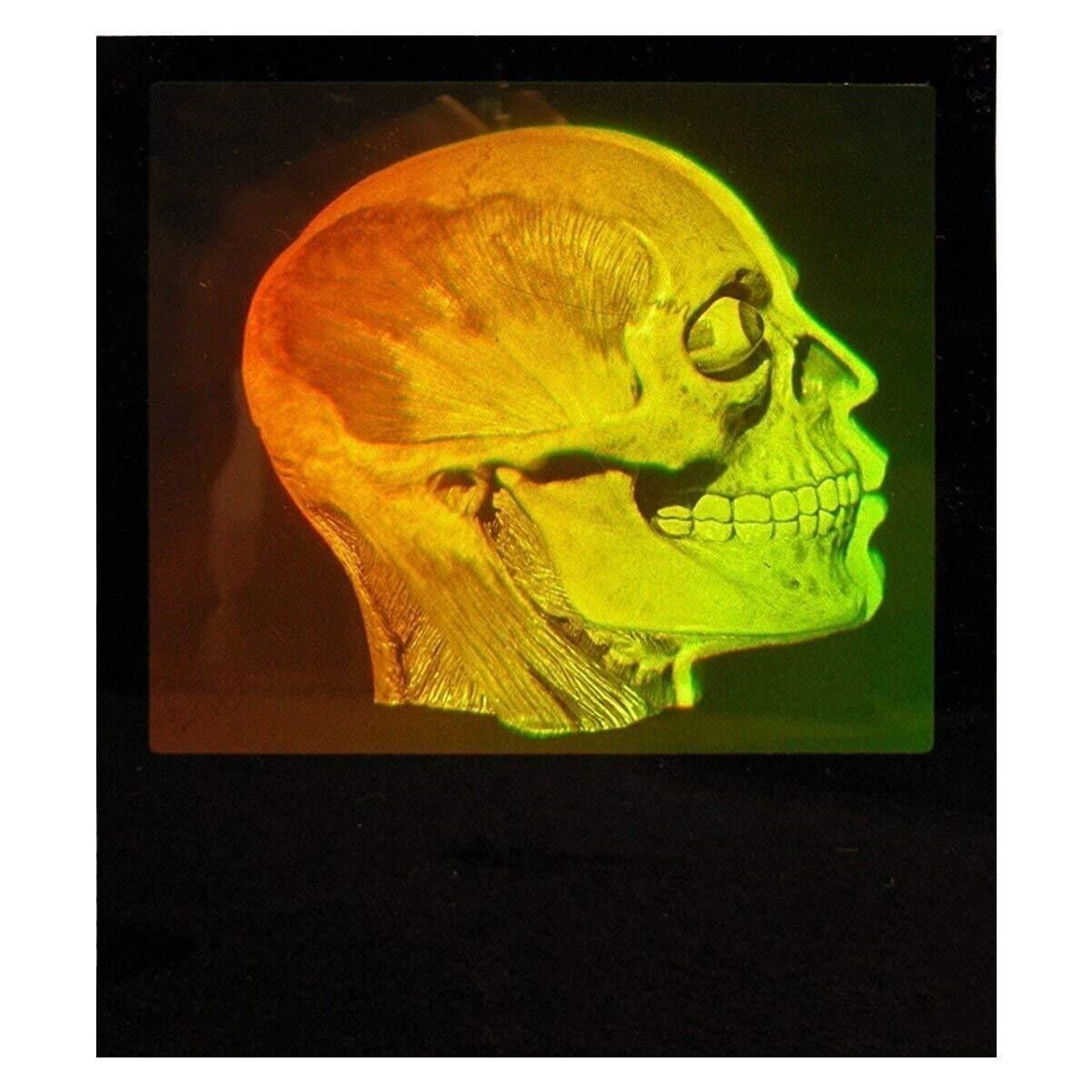 Brain/Skull 3D Photopoloymer Realistic 3D Hologram Picture - Small Desk Stand