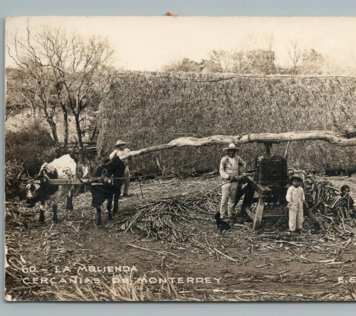 Grinding Sugar Cane Mill Farm Bull Steer Monterrey Mexico RPPC Photo Postcard