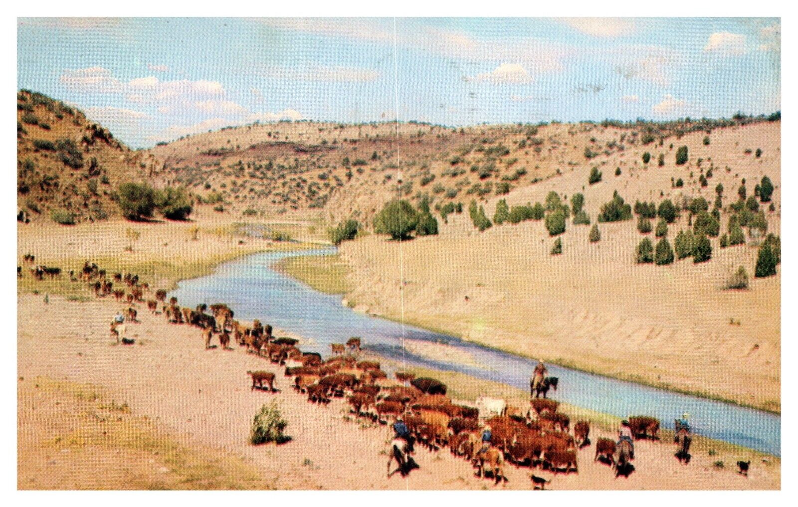Hiawatha KS Kansas Cowhands Riding Herd to Water Posted 1956 Chrome Postcard