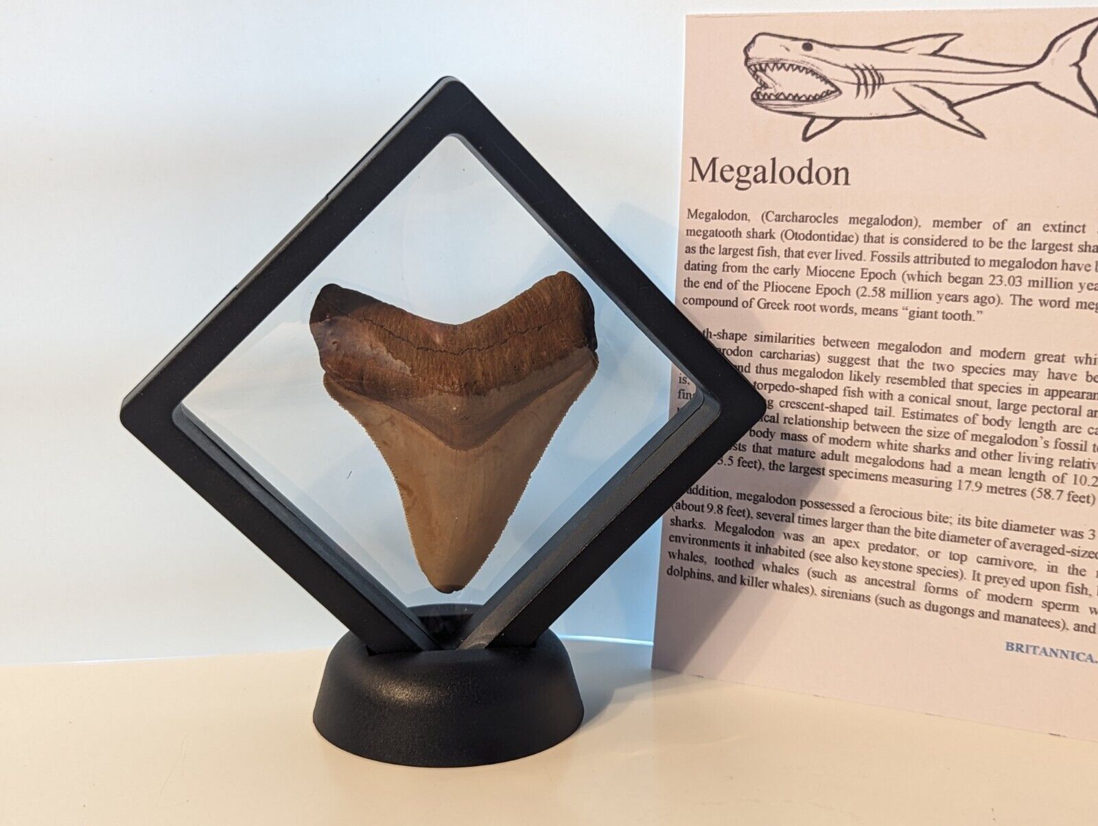 BEAUTIFUL Megalodon Shark Tooth Fossil w/ Stand And Certificate, NO REPAIR/RESTO