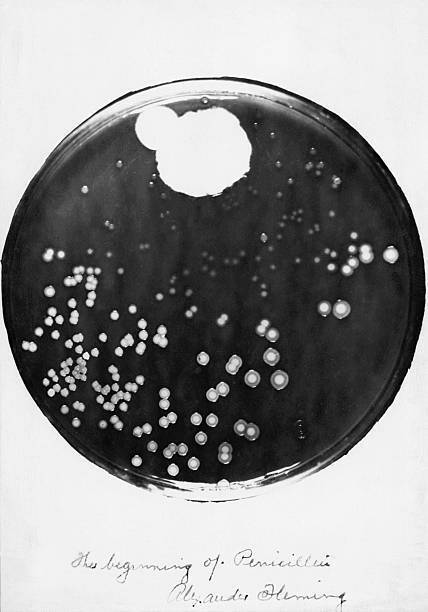Penicillin discoverer Alexander Fleming\'s photograph Staphyloc- 1920 Old Photo