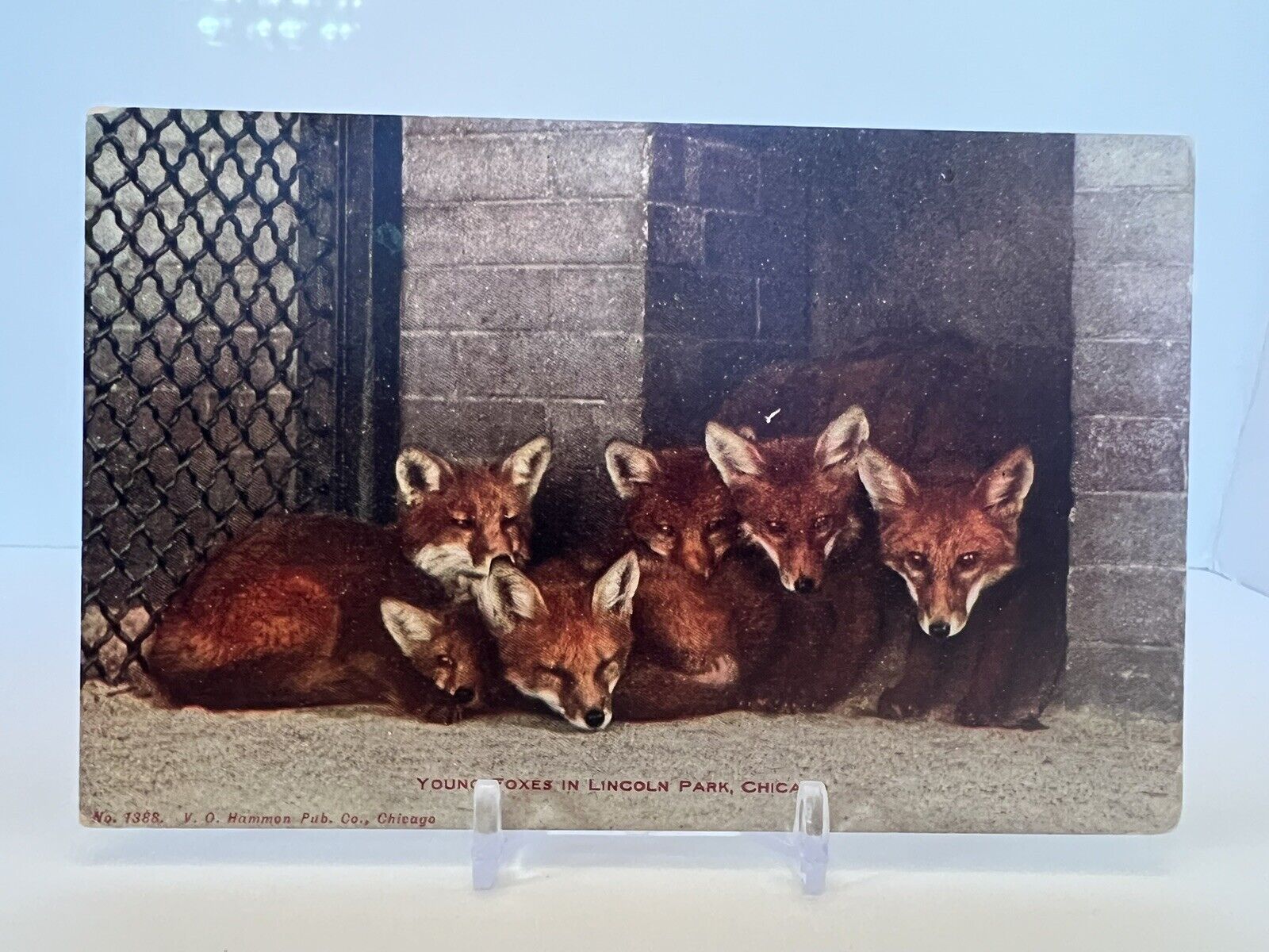 Vintage 1908 VERY RARE YOUNG RED FOXES AT LINCOLN PARK CHICAGO Postcard
