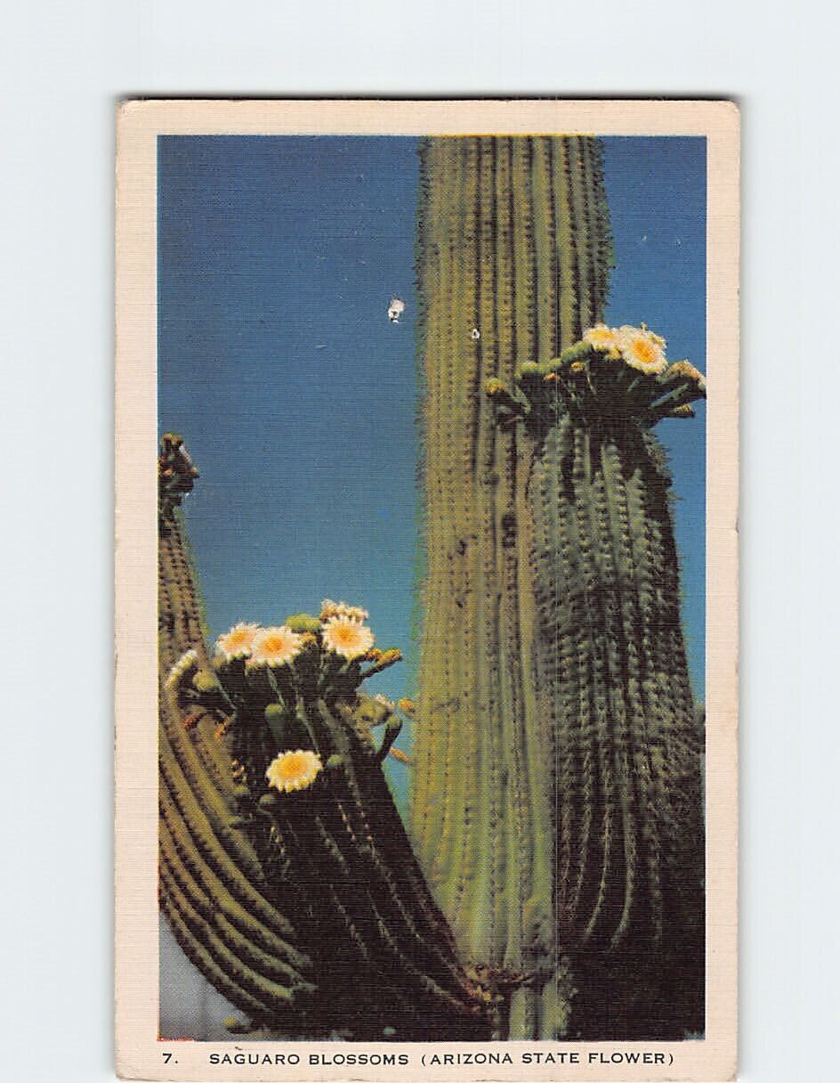 Postcard Saguaro Blossoms (Arizona State Flower)