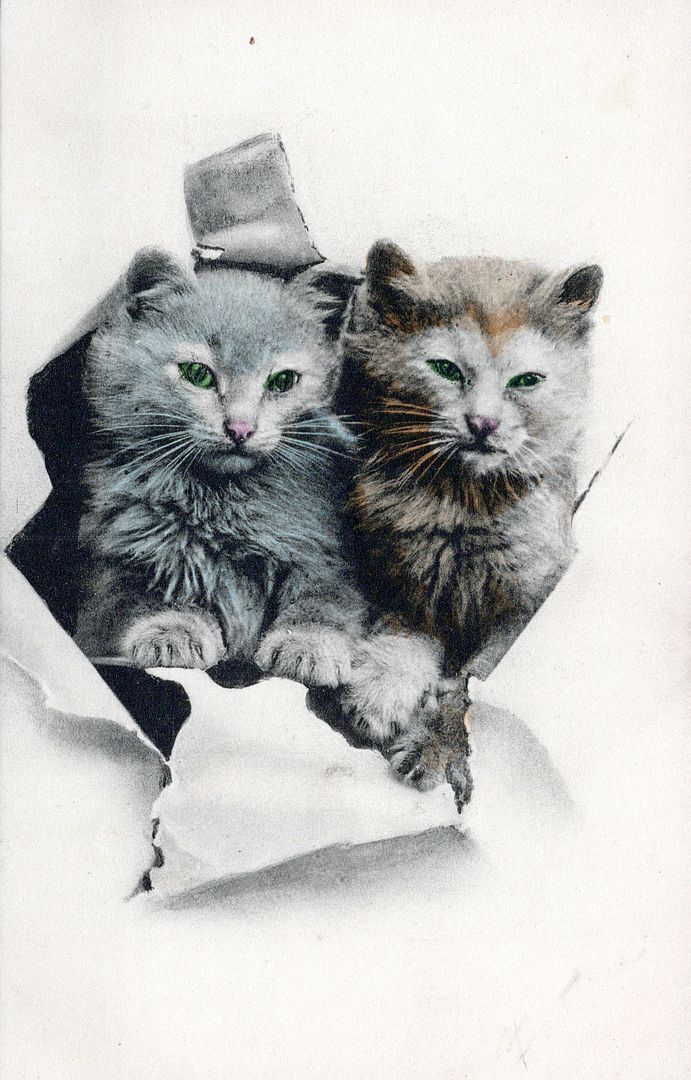 Two Cats Breaking Through Postcard