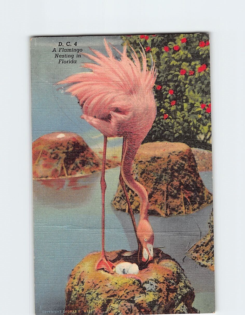 Postcard Flamingo Nesting in Hialeah Park Florida USA