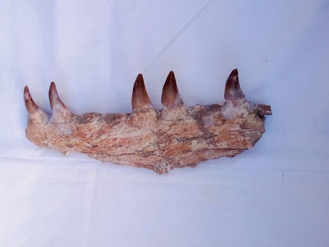 Authentic Mosasaurus Fossilized Teeth in Jaw Bone Morocco Cretaceous Dinosaurs 