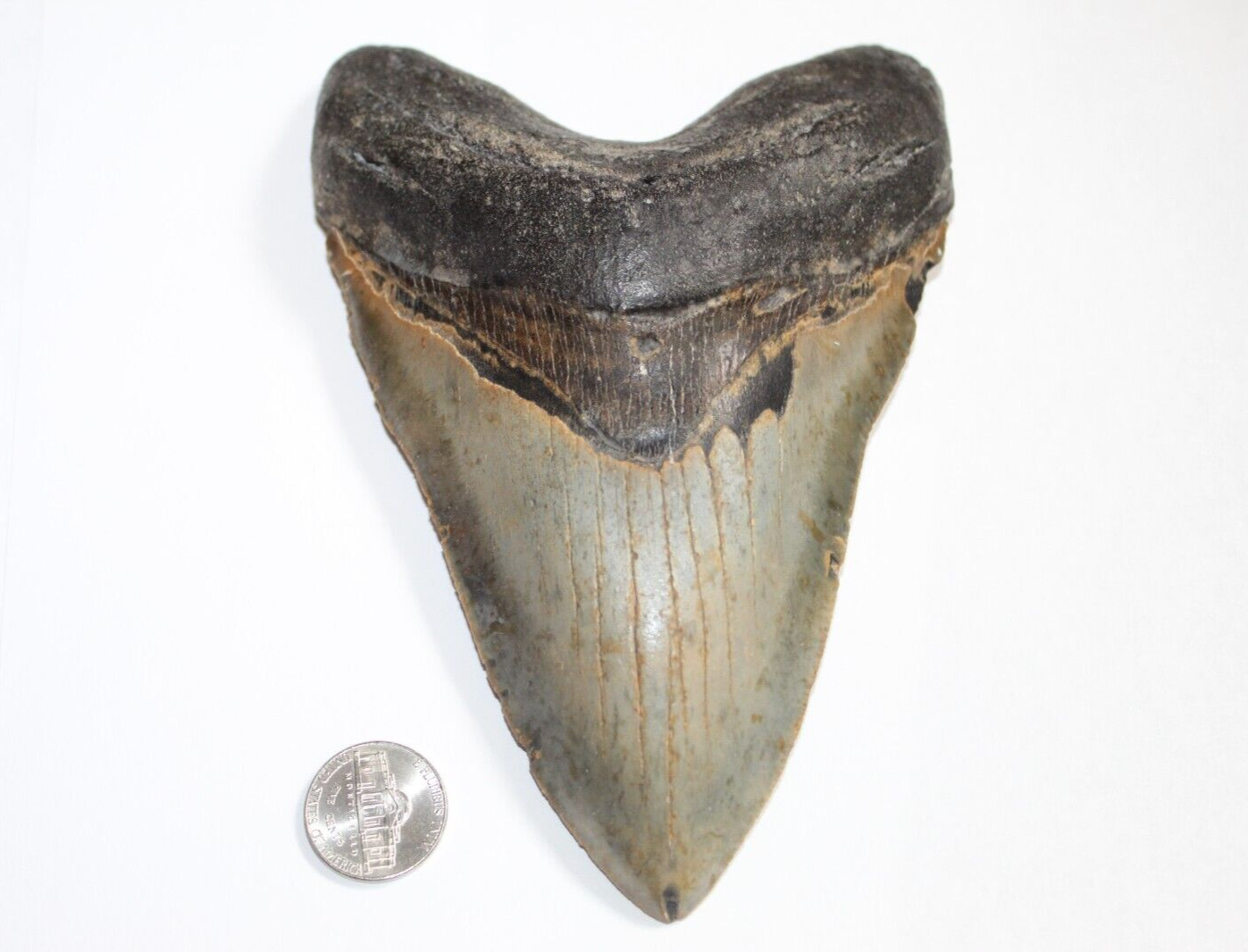 MEGALODON Shark Tooth Fossil No Repair Natural 6.26