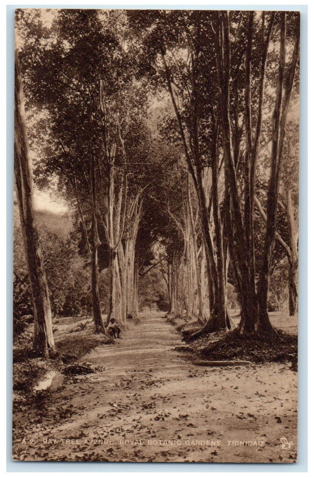 c1920\'s Bay Tree Avenue Royal Botanic Gardens Trinidad and Tobago Postcard