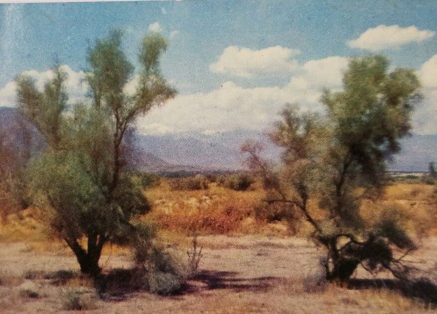 California CA Coachella Valley Smoke Trees Desert Postcard Old Vintage a2-296
