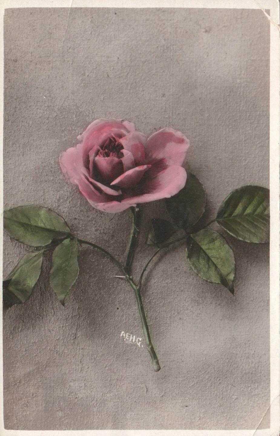 ANTIQUE Signed A.E.H.G. Hand-Coloured Real Photo Pink Rose POSTCARD - UNUSED