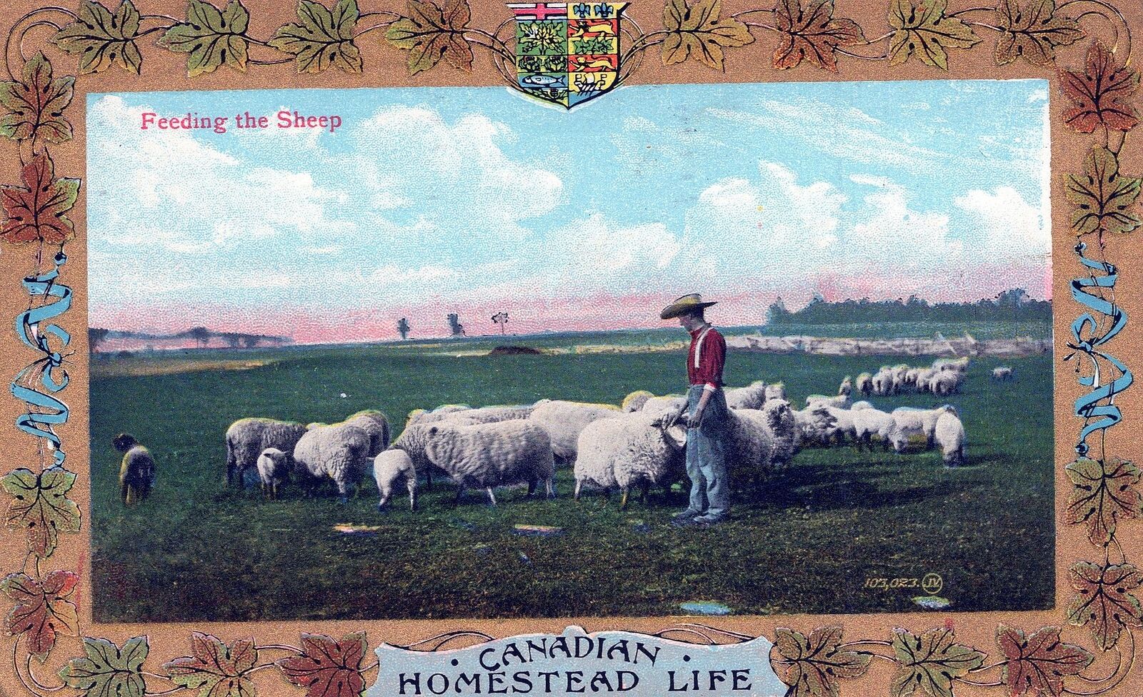 CANADA - Feeding The Sheep Canadian Homestead Life Postcard