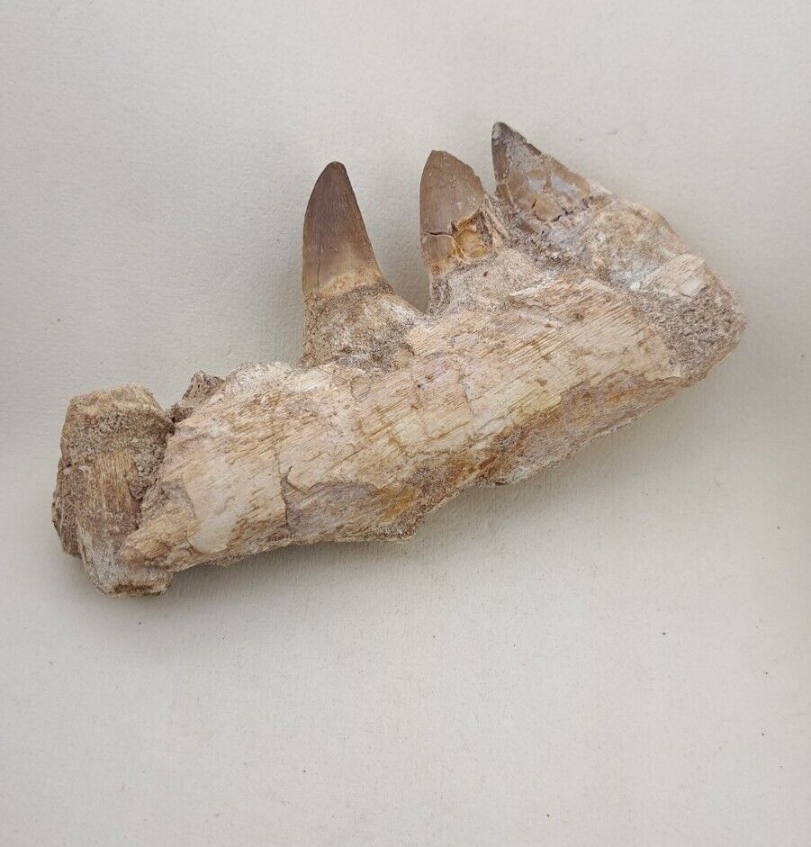 5.9 Inches Authentic Mosasaurus Fossilized Teeth in Jaw Bone Morocco Cretaceous 