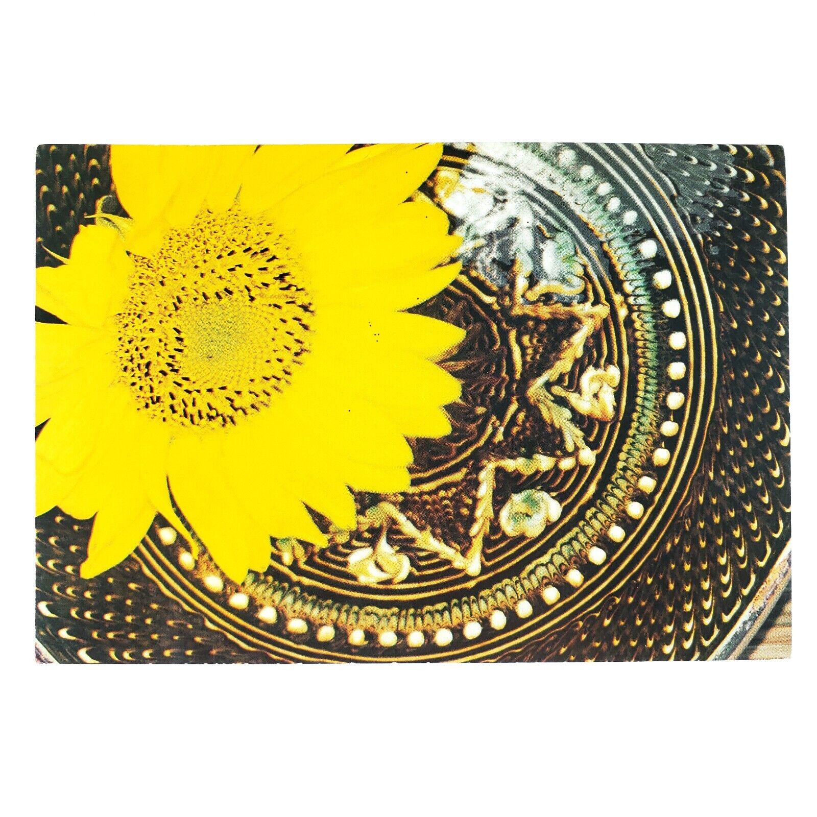Romanian Close-Up Sunflower Postcard 4x6 Horezu Plate Still Life Art B3236