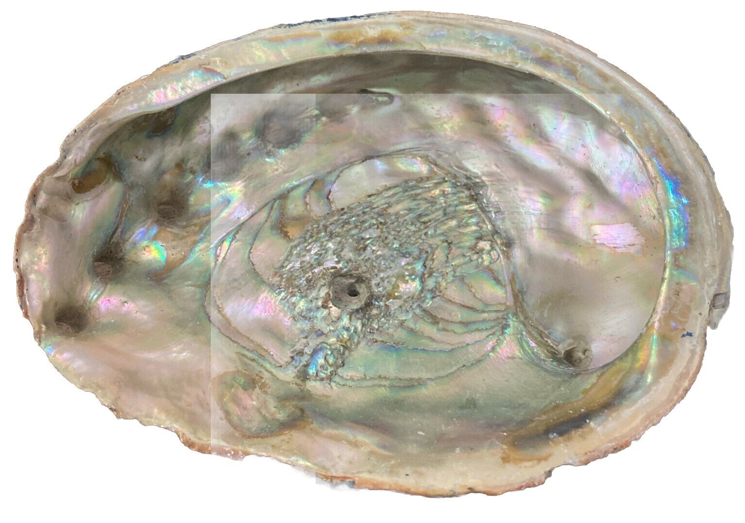 Large Vintage RED Abalone Shell for Crafts Jewlery Art Beach Decor 7.5” X 6” #12