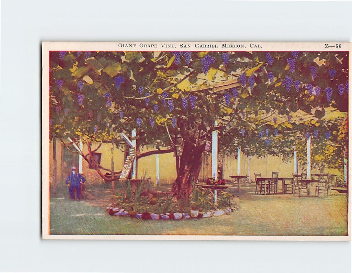 Postcard Giant Grape Vine San Gabriel Mission California USA