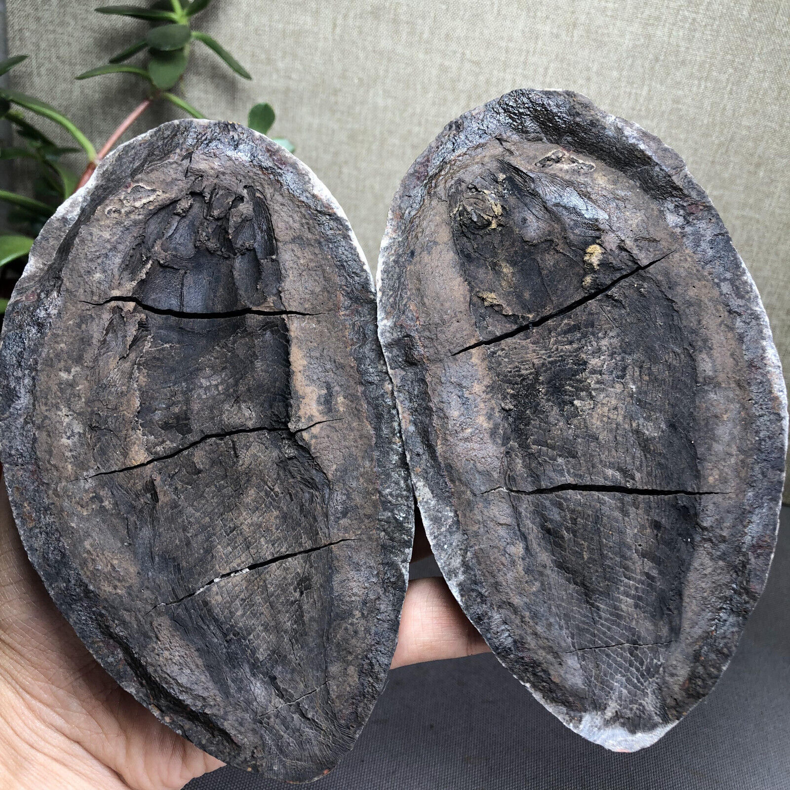 AAA+ Rare Bony Fish Fossil Nodule Triassic Concretion Madagascar 721g A2692