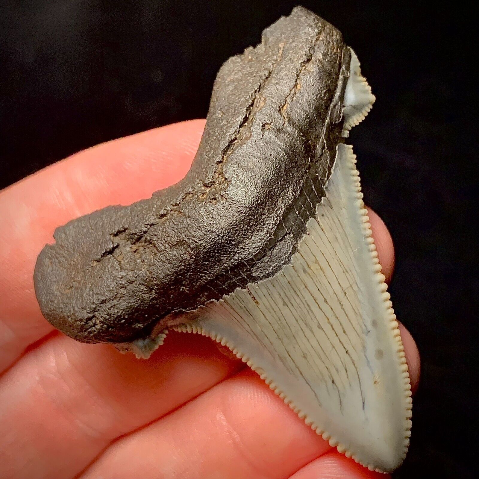 Ancestral Megalodon Shark Tooth (Otodus angustidens) 2.17\