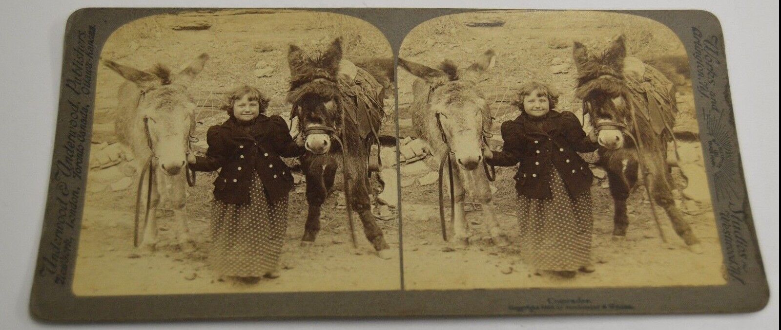 Great Original Antique 1895 Cute little Girl & Donkeys Jackass Stereoview Photo