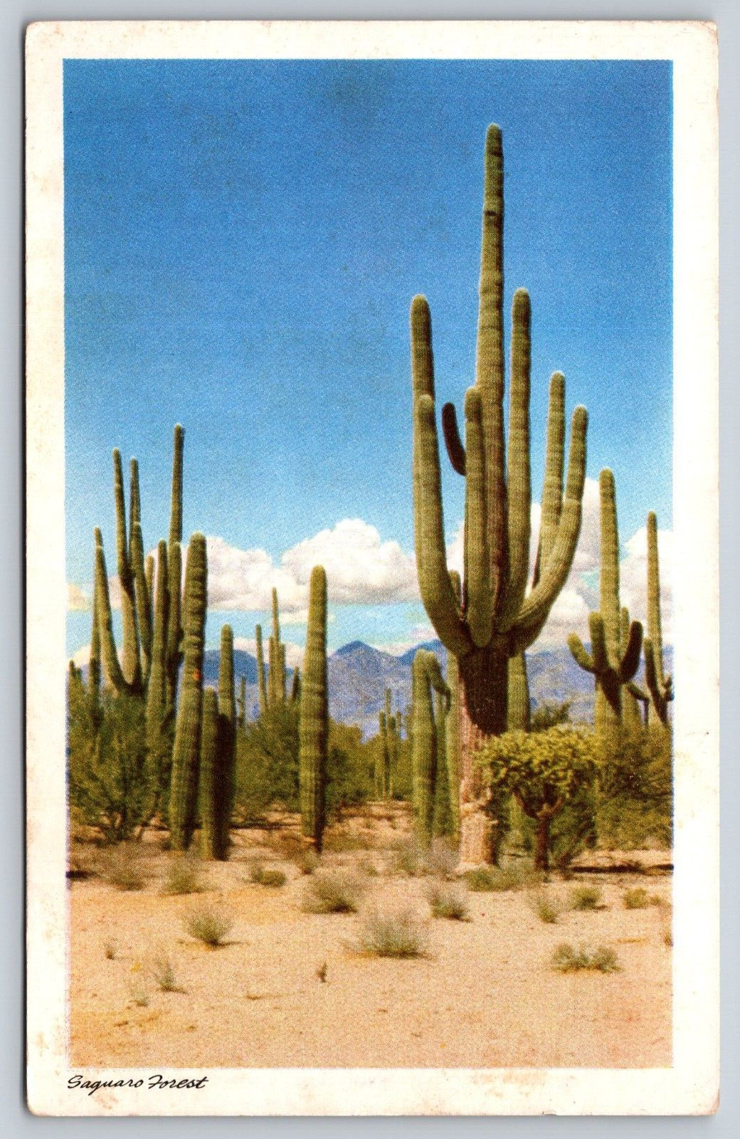 Postcard  Saguaro Forest National Monument Tucson Arizona   [en]