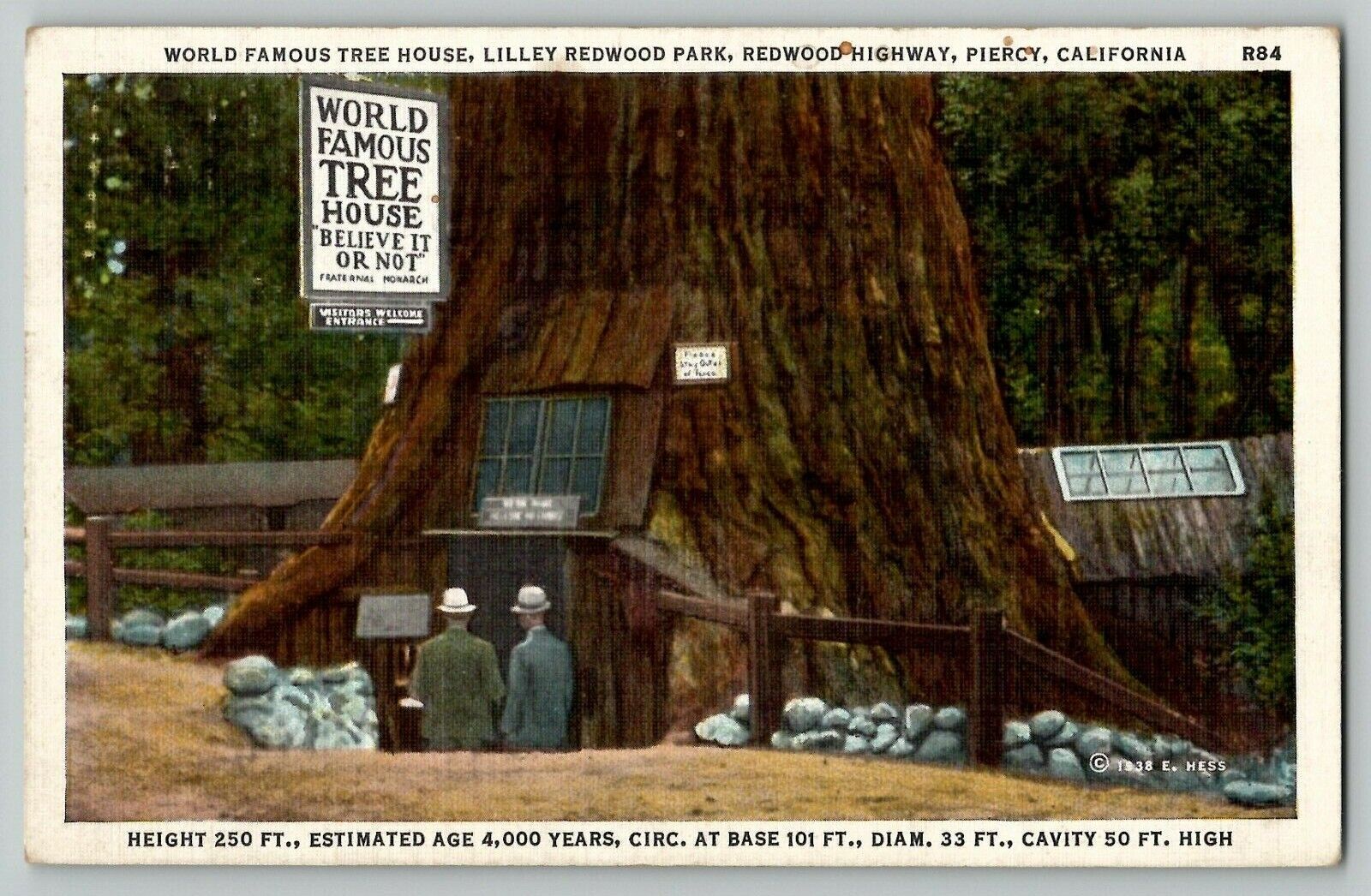c 1940's World Famous Tree House Lilley Redwood Park Piercy CA Linen Postcard