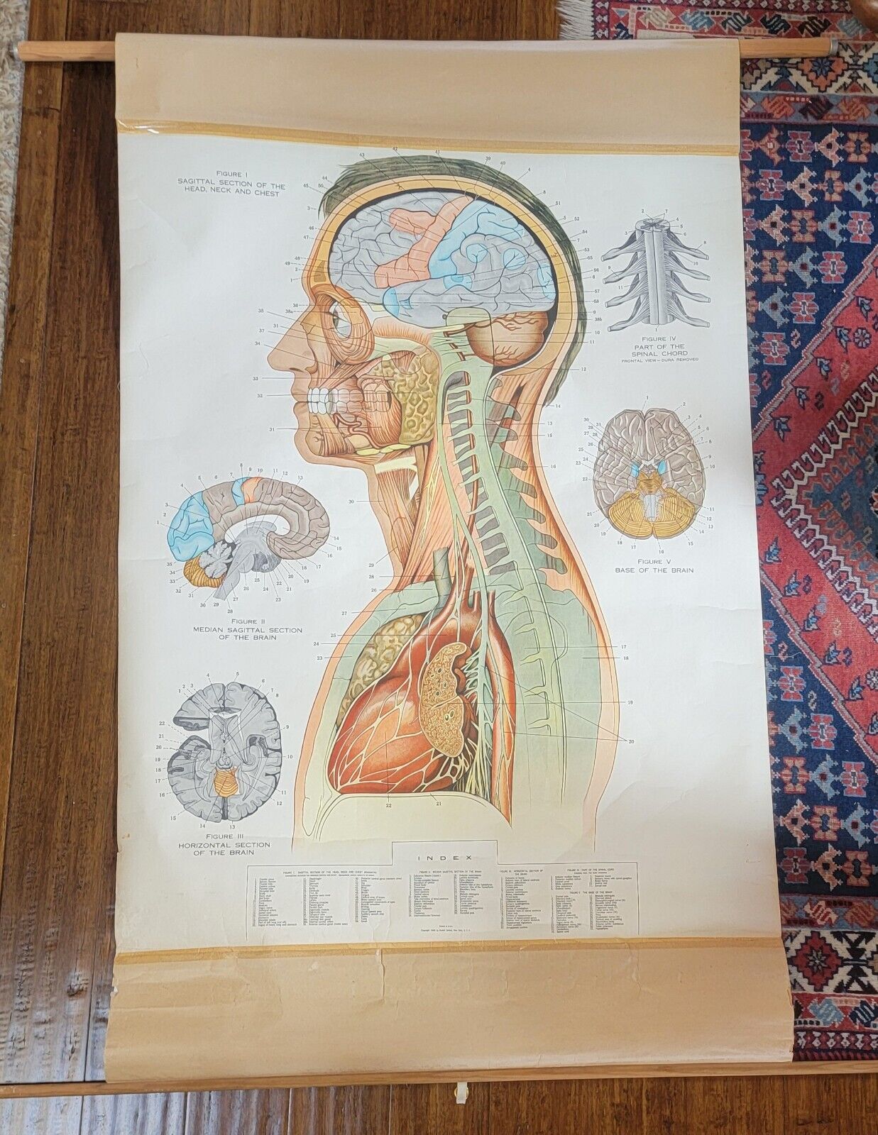 Vintage (1949) Rudolf Schick Anatomical Chart of Head, Neck, Chest 