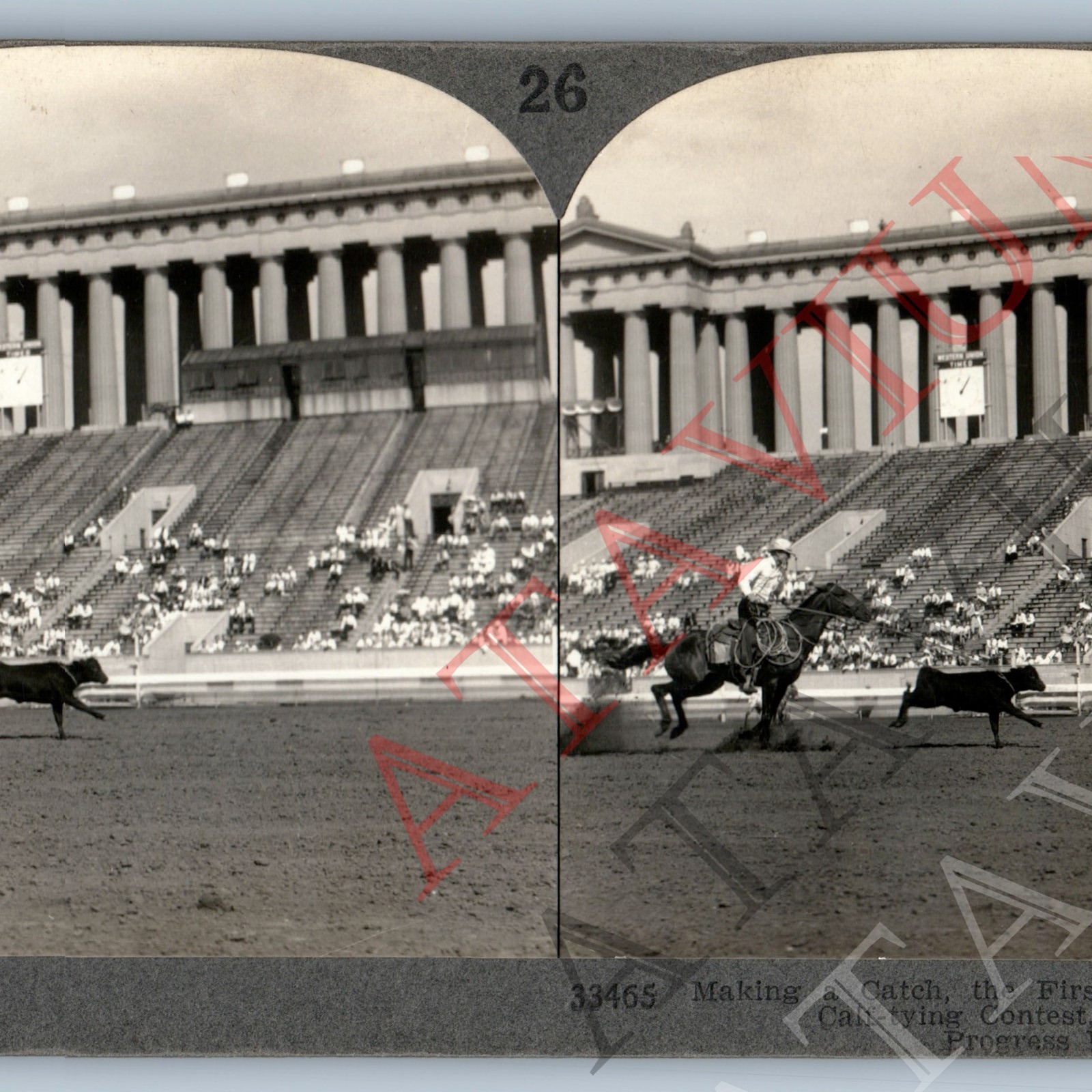 c1933 Chicago Century of Progress Rodeo Calf Tying Real Photo Stereoview V45