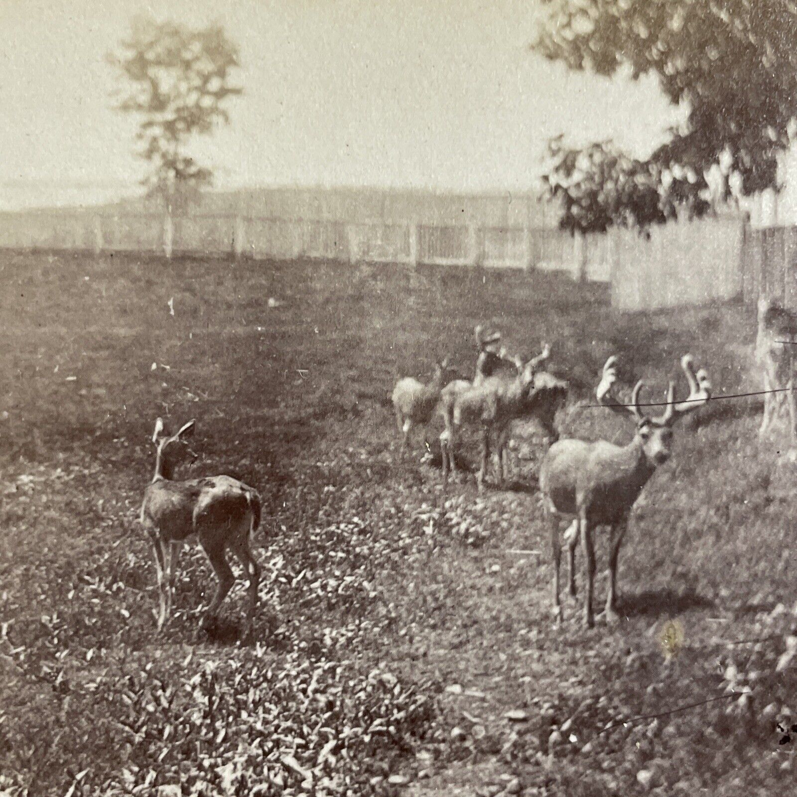 Antique 1870s Fenced In Deer In New York State Stereoview Photo Card P4798