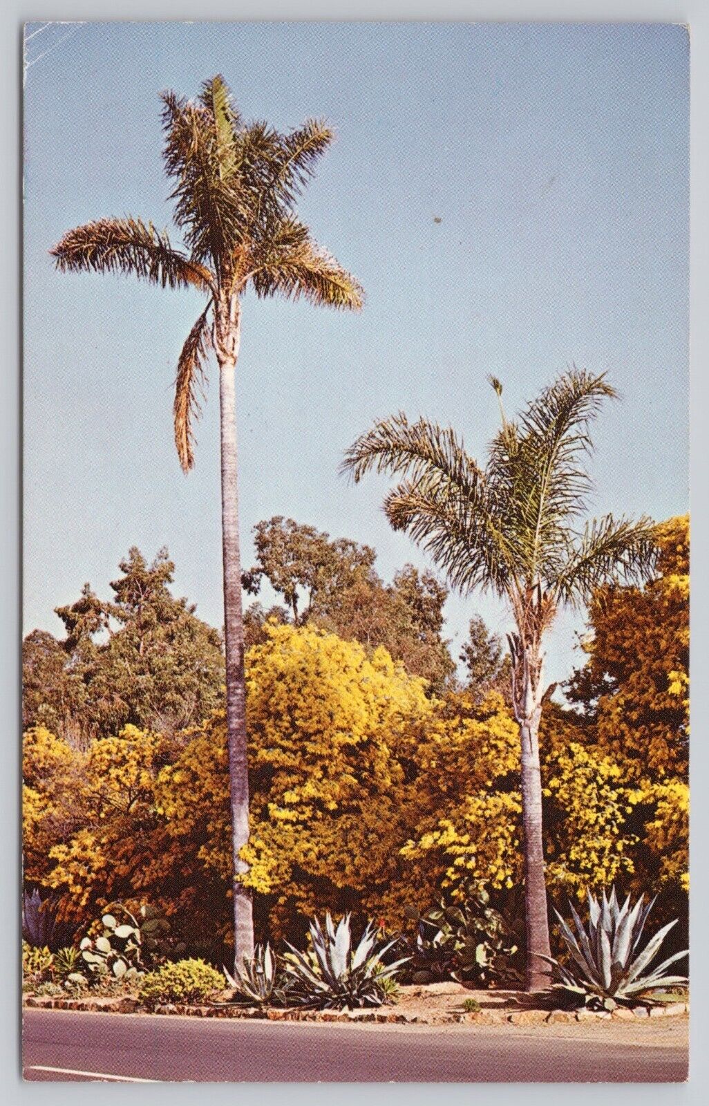 Rancho Santa Fe California, Springtime Acacia Trees & Palms, Vintage Postcard