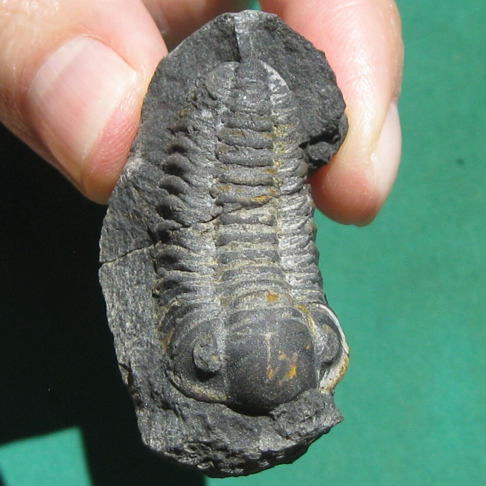 Very Rare Trilobite Fossil Acastoides sp. Bolivia Devonian