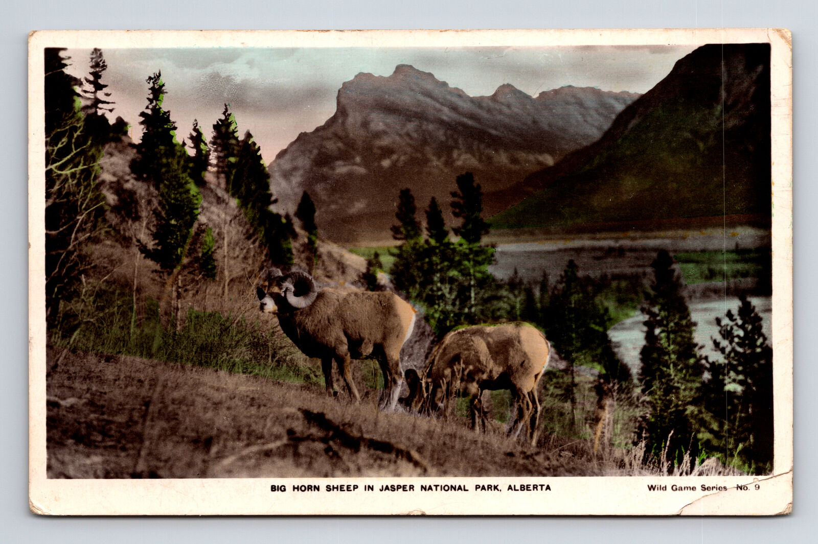Hand Colored RPPC Big Horn Sheep in Jasper National Park Alberta Postcard