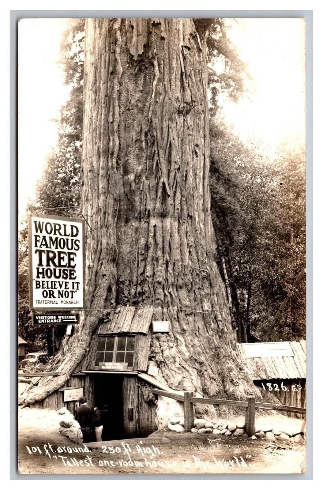 Piercy, California CA, World Famous Tree House Monarch, RPPC Postcard 1930-50