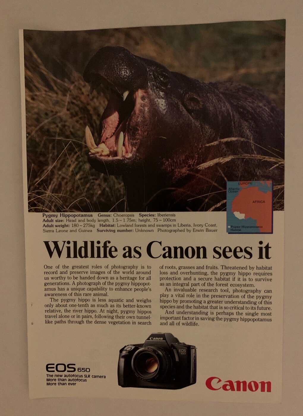 1996 Canon EOS 650 SLR Camera Print Ad Wildlife As Canon Sees It Pygmy Hippo