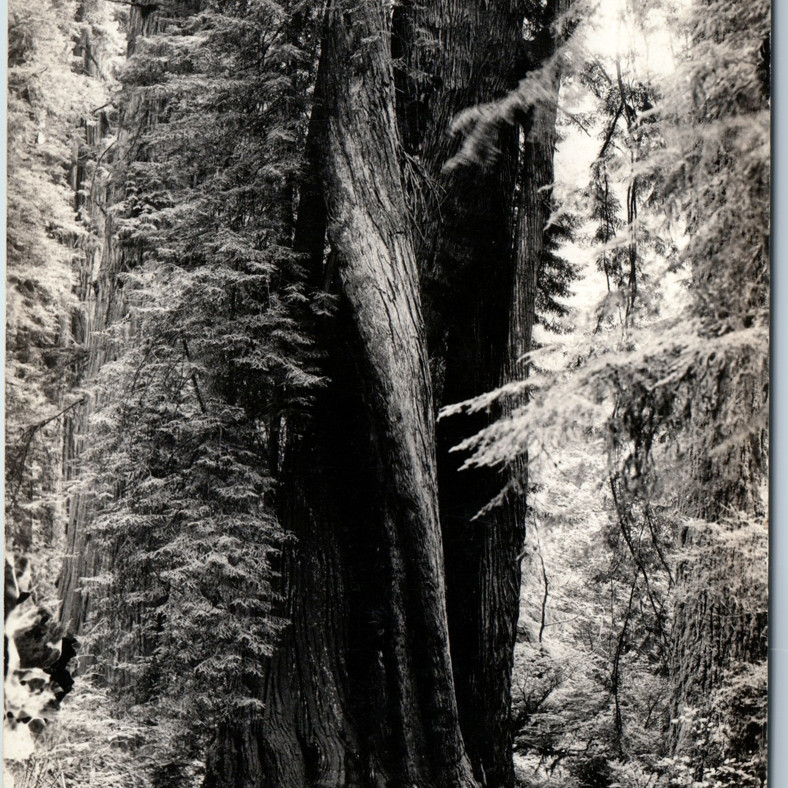 c1930s Orick CA Corkscrew Redwood RPPC Prairie Creek State Park Art Ray 673 A200