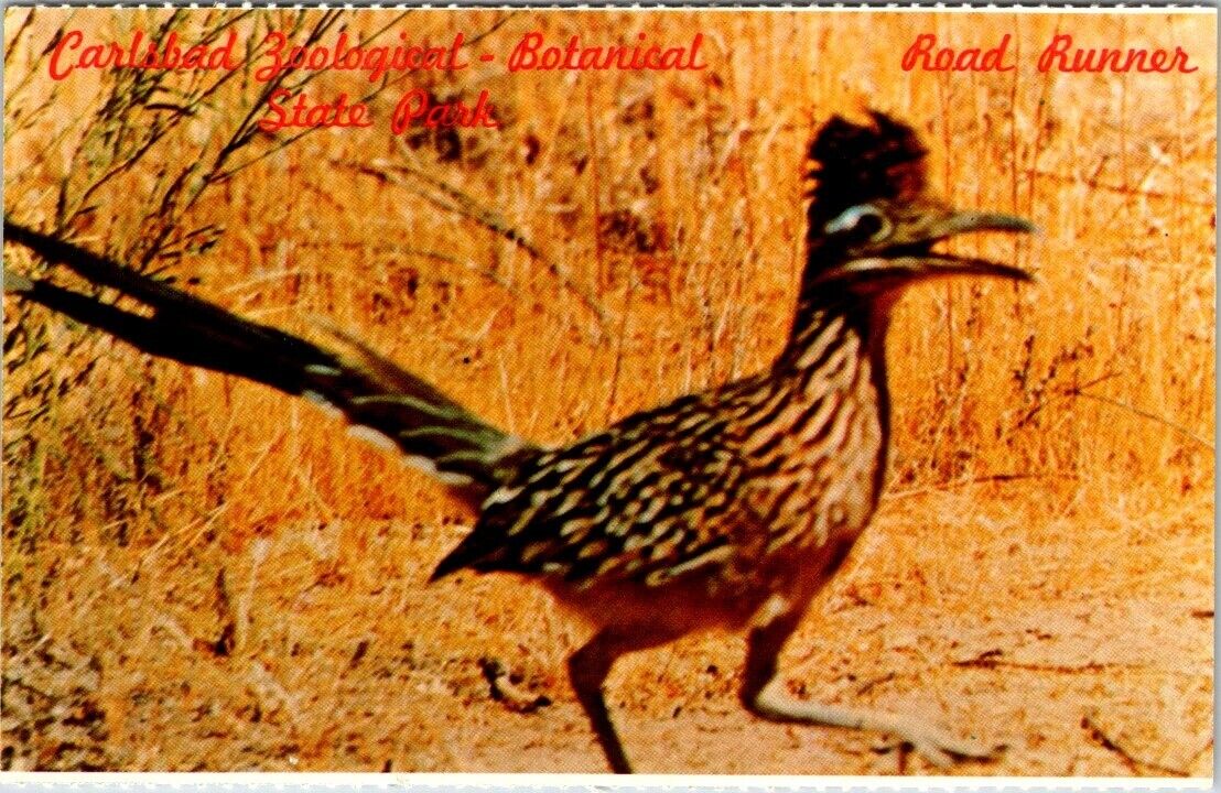 Postcard Road Runner Carlsbad Zoological Botanical State Park New Mexico