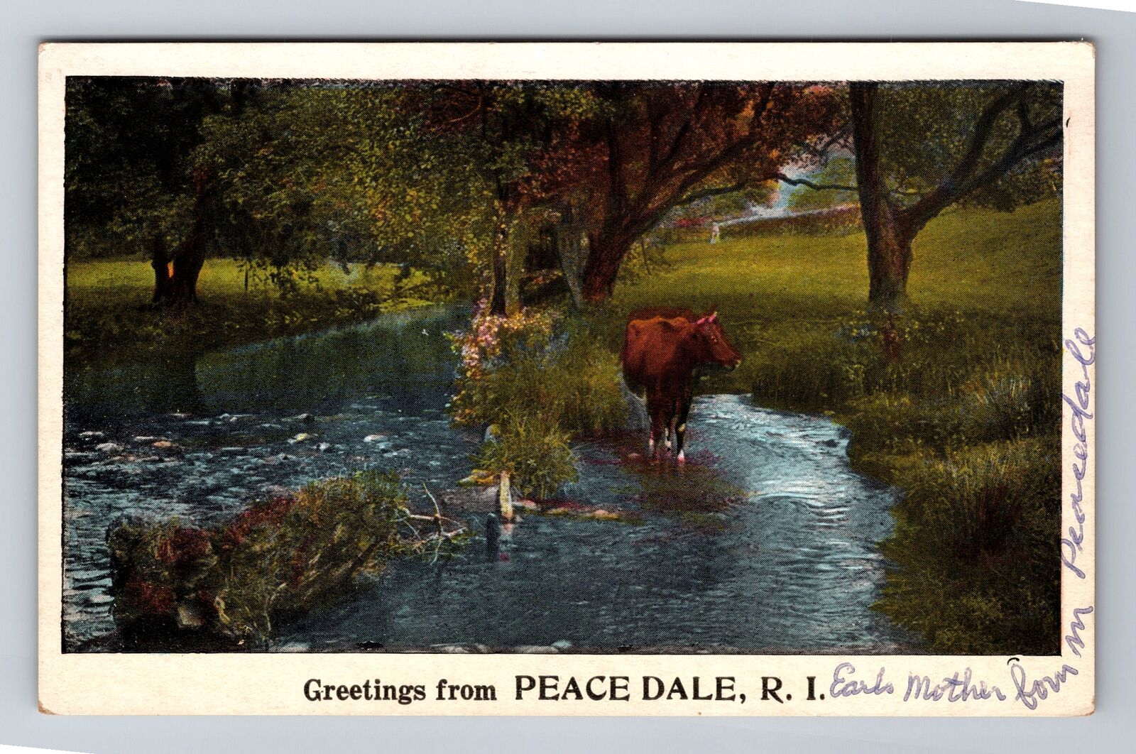Peace Dale RI-Rhode Island Greetings, Cow In Stream, Antique Vintage Postcard