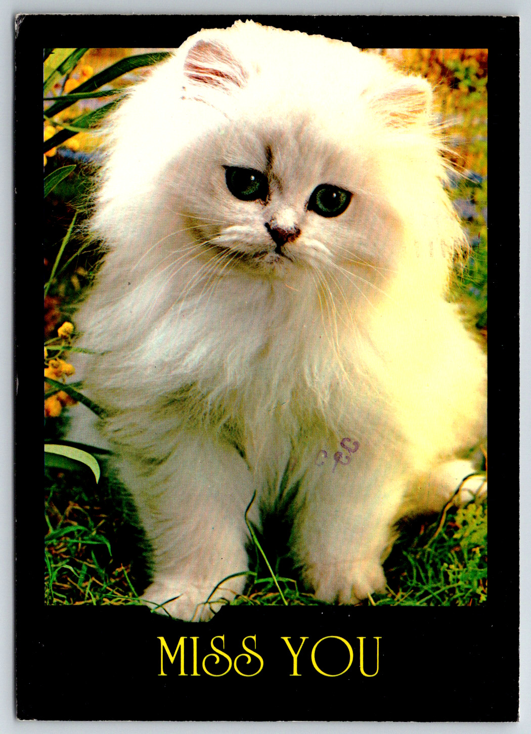 c1980s Cat Postcard Miss You 1984 Postmarked Champaign IL Continental