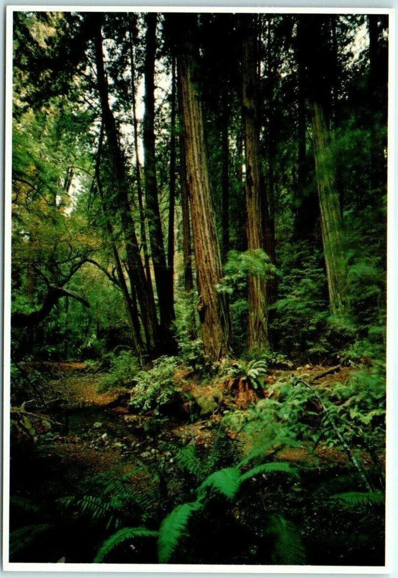 Postcard - Towering redwood trees, Muir Woods - Mill Valley, California