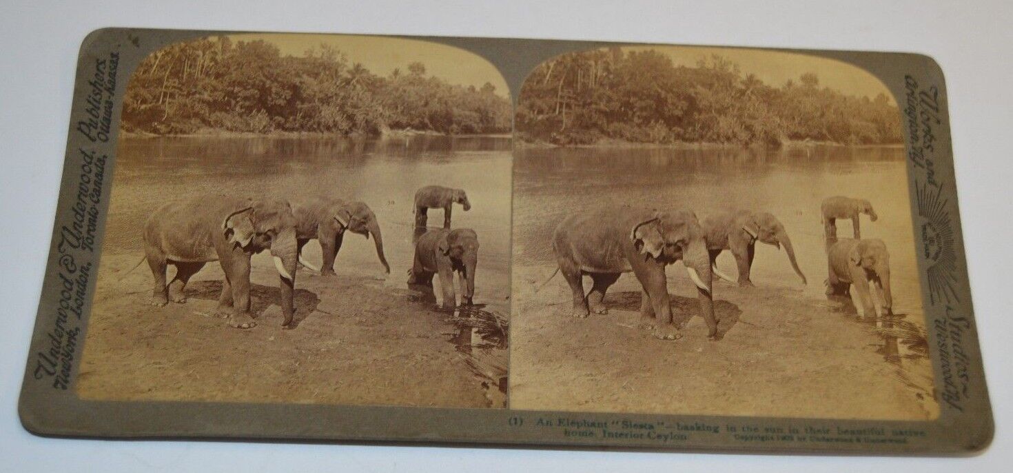 Great Original Antique 1902 Elephants Playing In Water Africa Stereoview Photo