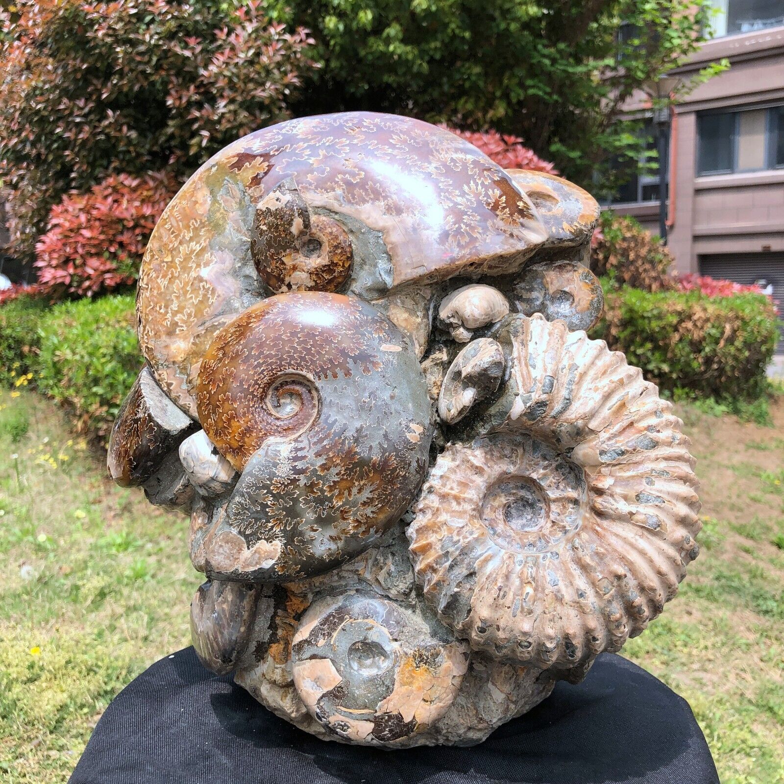 30LB TOP Natural Beautiful ammonite fossil conch Crystal specimen heals 1214